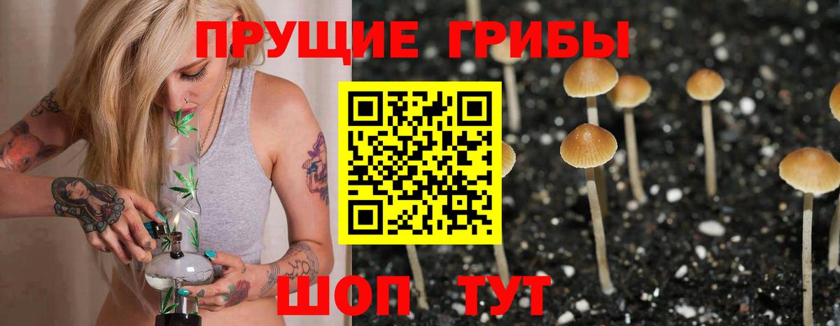 Галлюциногенные грибы Psilocybe Асино